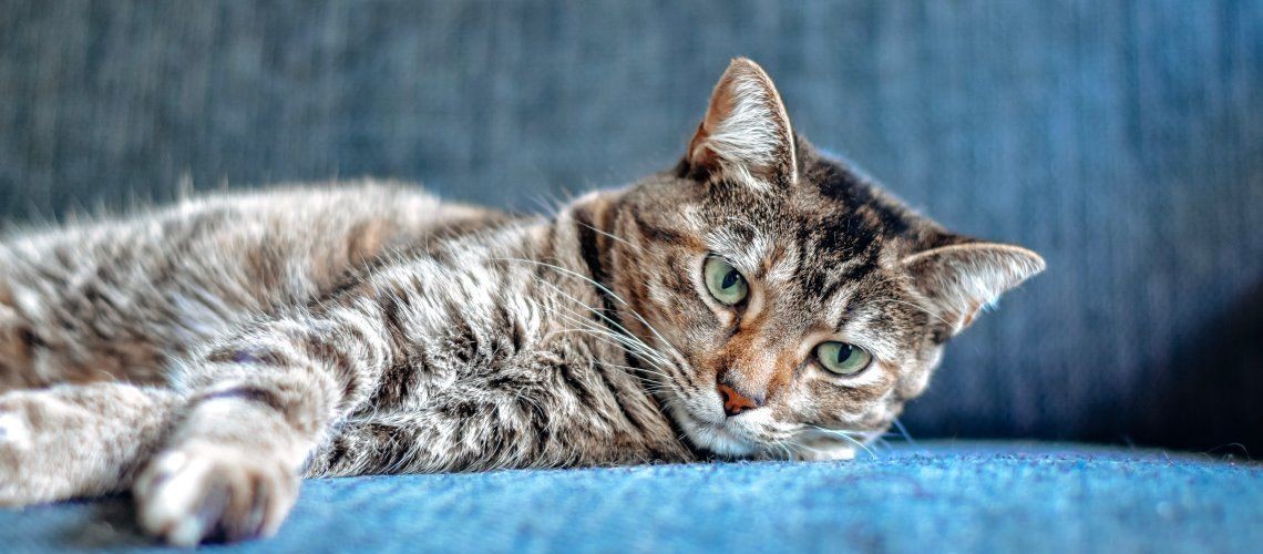 Comida vegana para gatos – qué dice la ciencia y cuándo tiene sentido