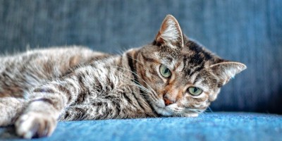 Comida vegana para gatos – qué dice la ciencia y cuándo tiene sentido