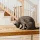 Vegcat DIGESTIVES