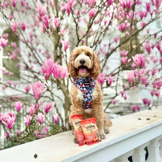 Soopa Dentals MANGO Y FRAMBUESA